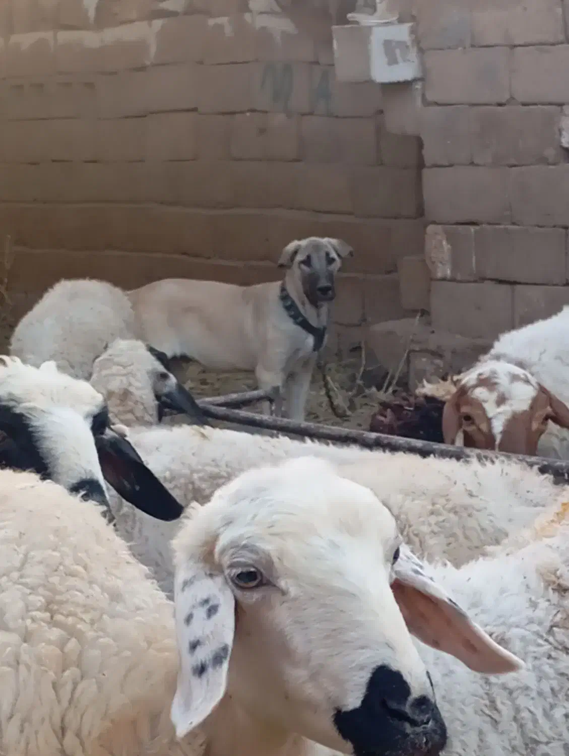 واگذاری توله پژدر اصیل|سگ|کرمان, |دیوار