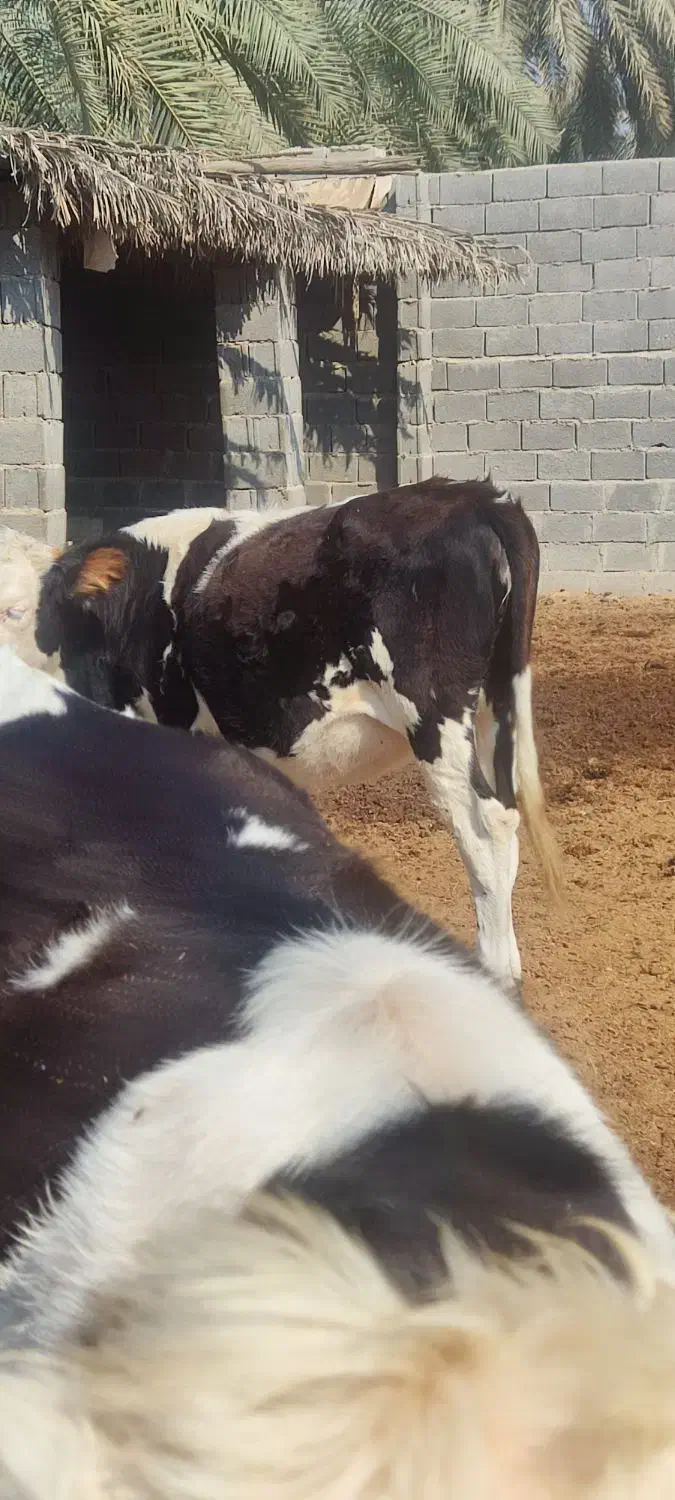 گوساله|حیوانات مزرعه|خورموج, |دیوار