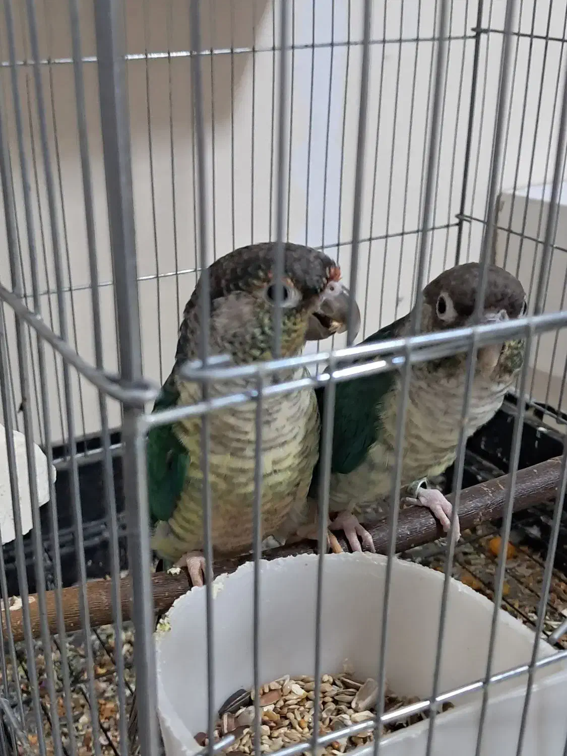 ۳جفت گیرینچیک مولد|پرنده|پاکدشت, پاکدشت (مامازند)|دیوار