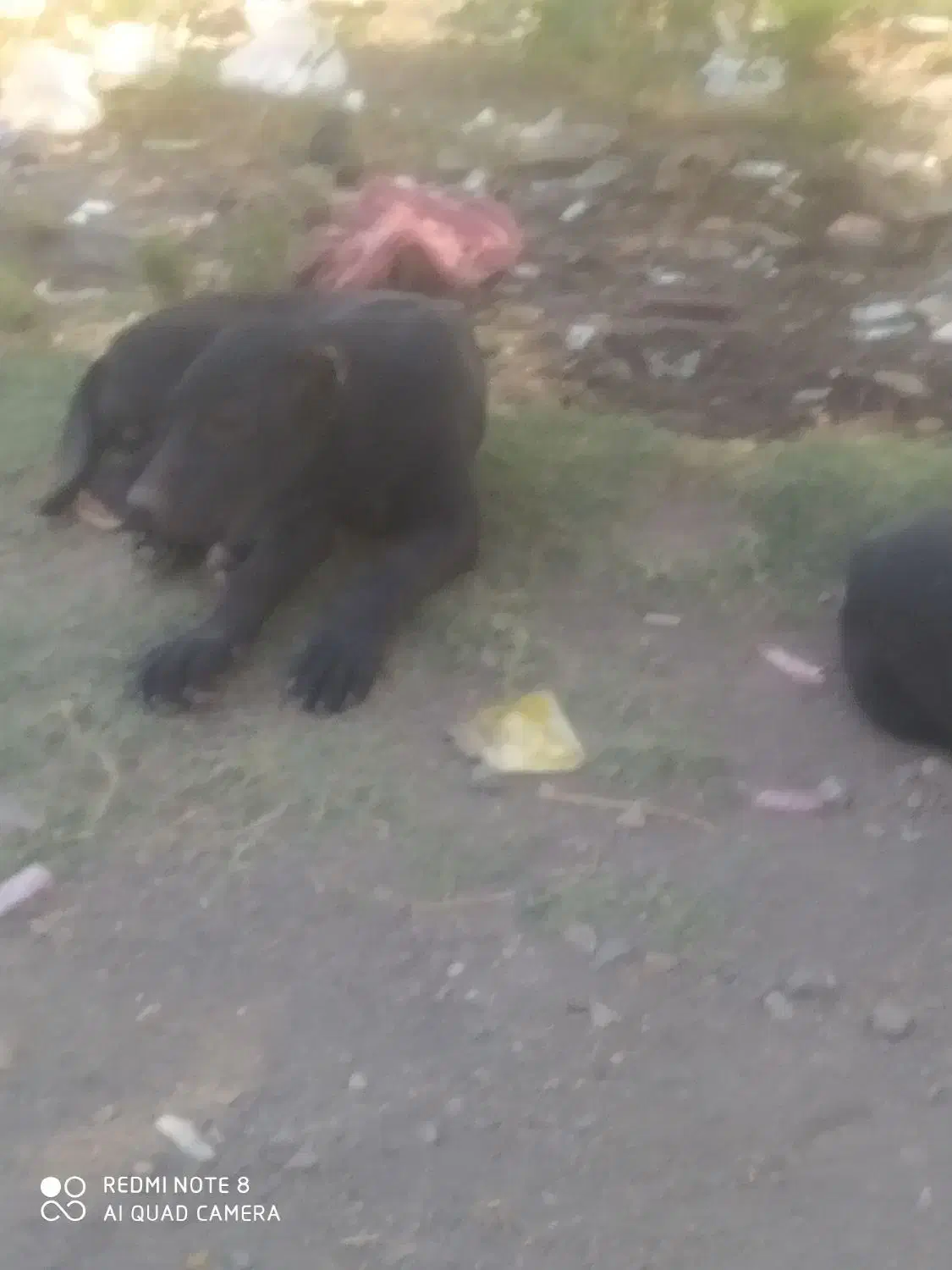 سگ گمشده|سگ|کهک, |دیوار