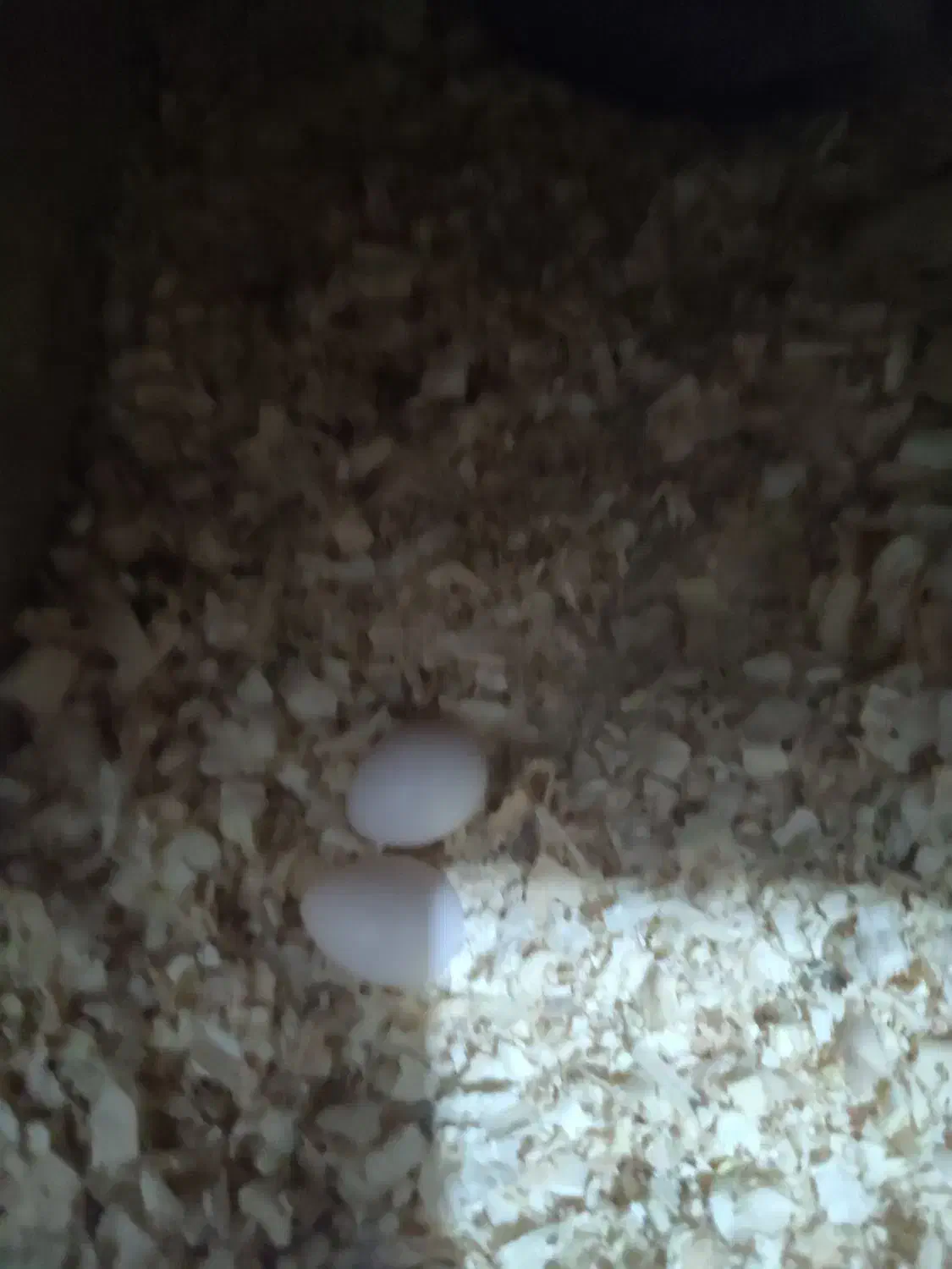 عروس هلندی یا عروس پاریس|پرنده|سوسنگرد, |دیوار