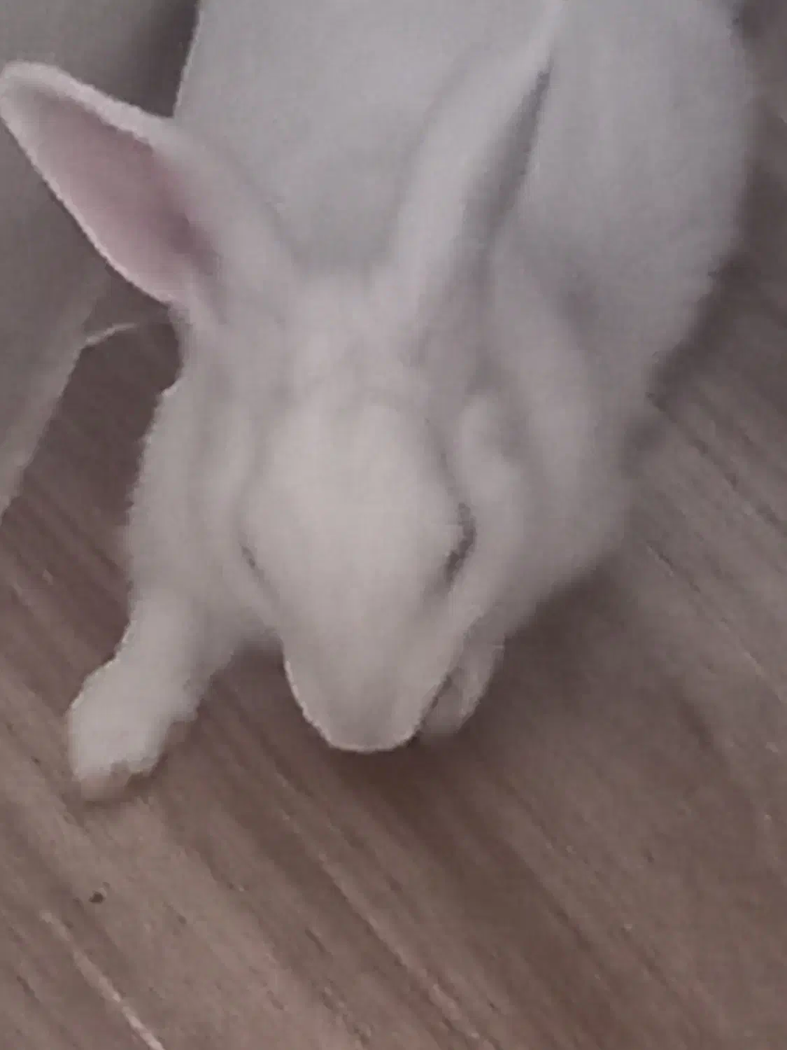 خرگوش نر|موش و خرگوش|قیامدشت - خاورشهر, |دیوار