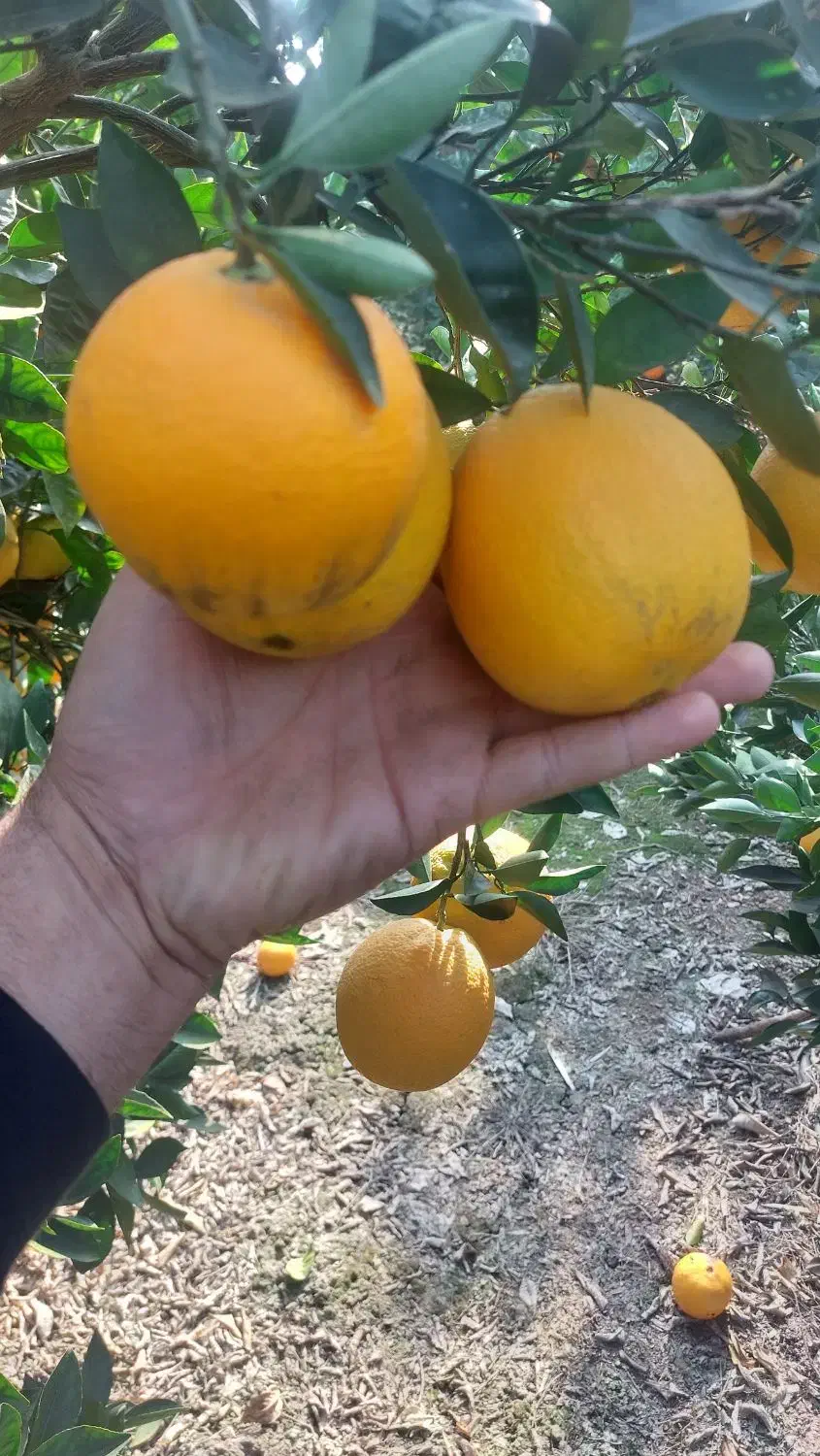 تامسون و پیج فله برگی|خوردنی و آشامیدنی|جویبار, |دیوار