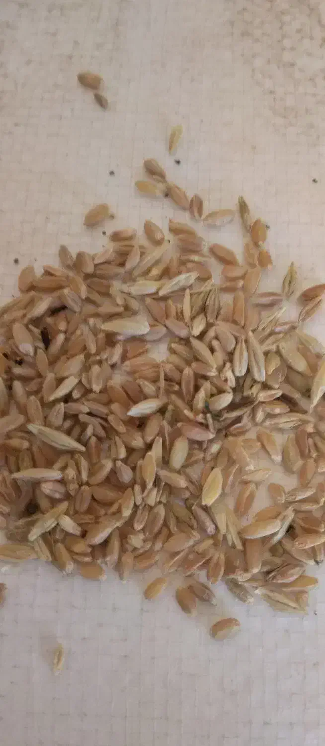 ۲تن جو و گندم مخلوط|عمده‌فروشی|چناران, |دیوار