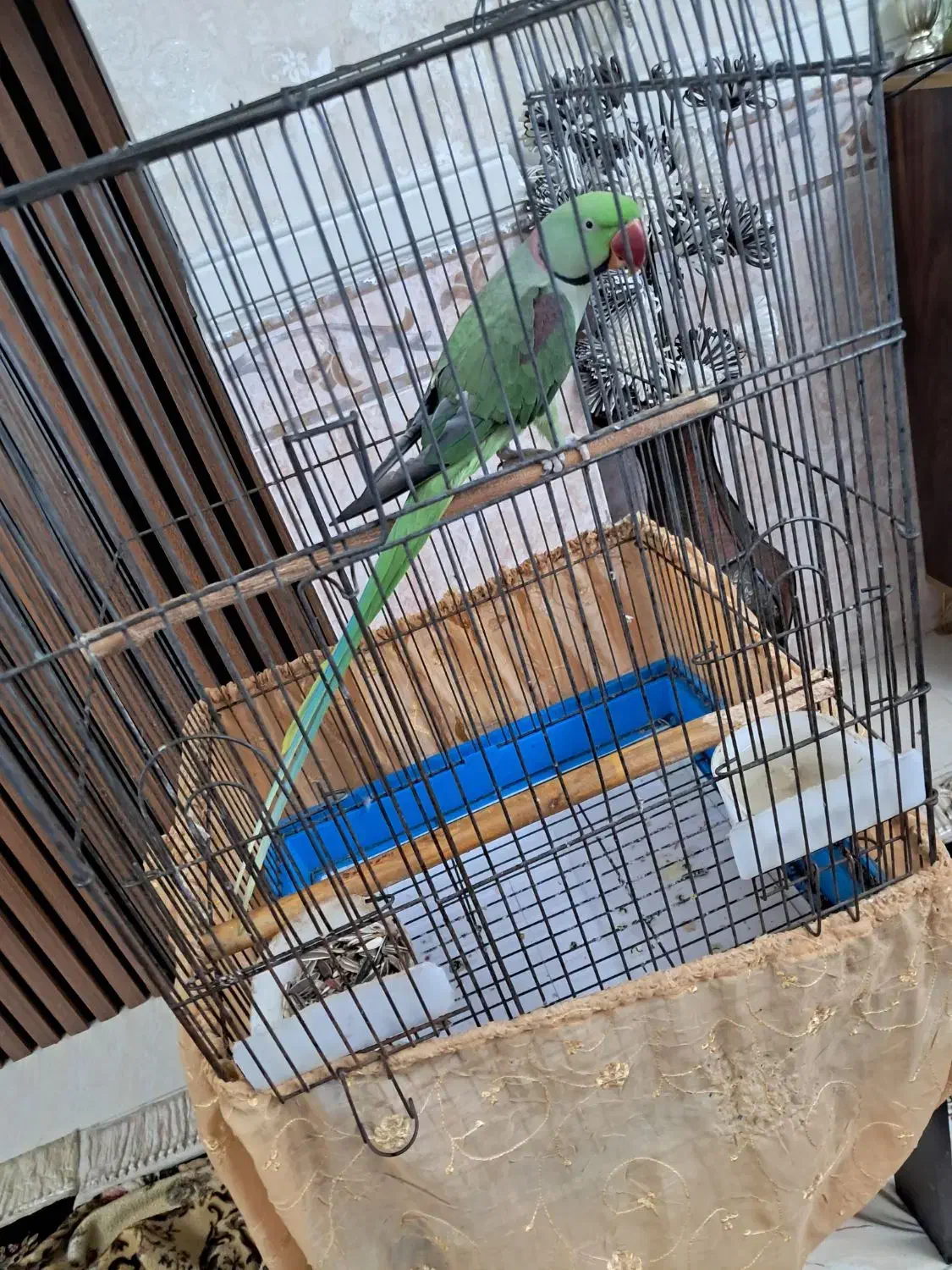 شاه طوطی فول سخنگو|پرنده|قشم, |دیوار