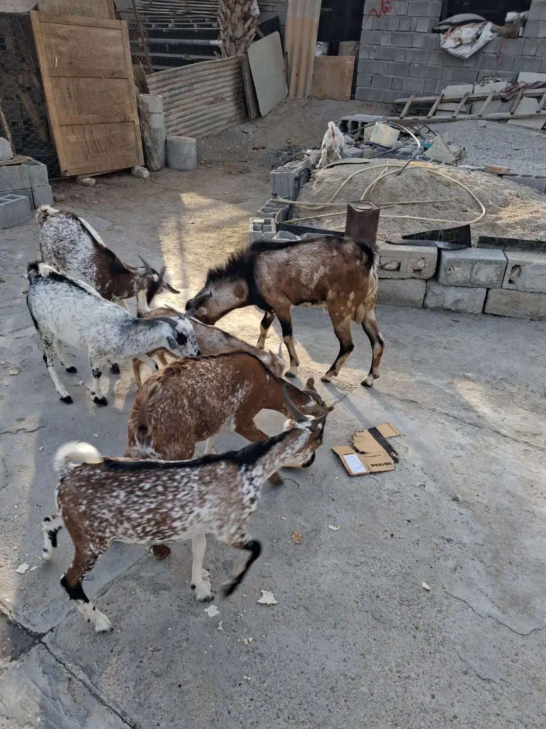 نری داشتی ذات دوکهری|حیوانات مزرعه|بندرعباس, |دیوار