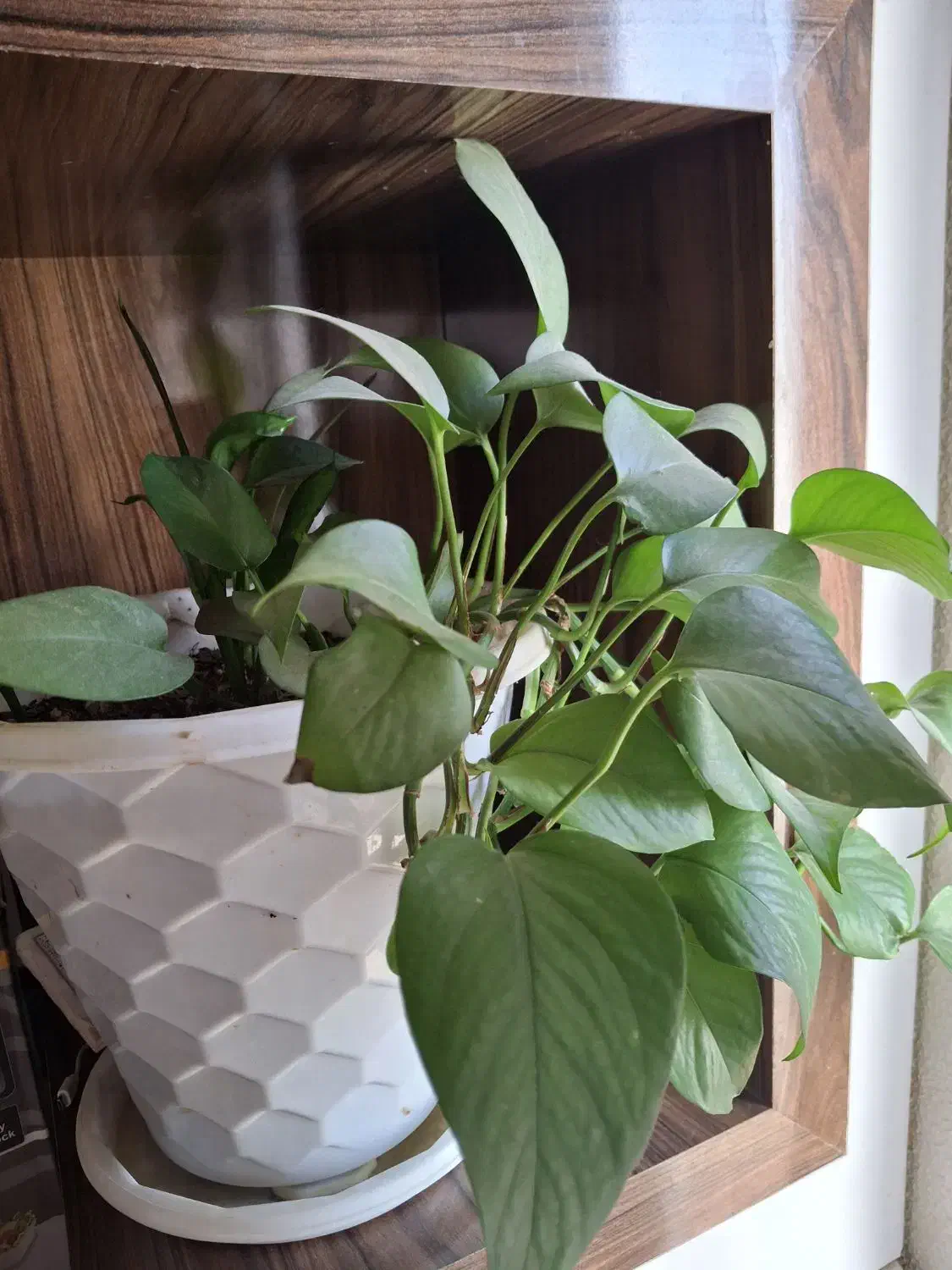 تعدادی گل طبیعی ویک عددویترین باقیمت توافقی|گل و گیاه طبیعی|شاهین‌شهر, شهرک گلدیس|دیوار