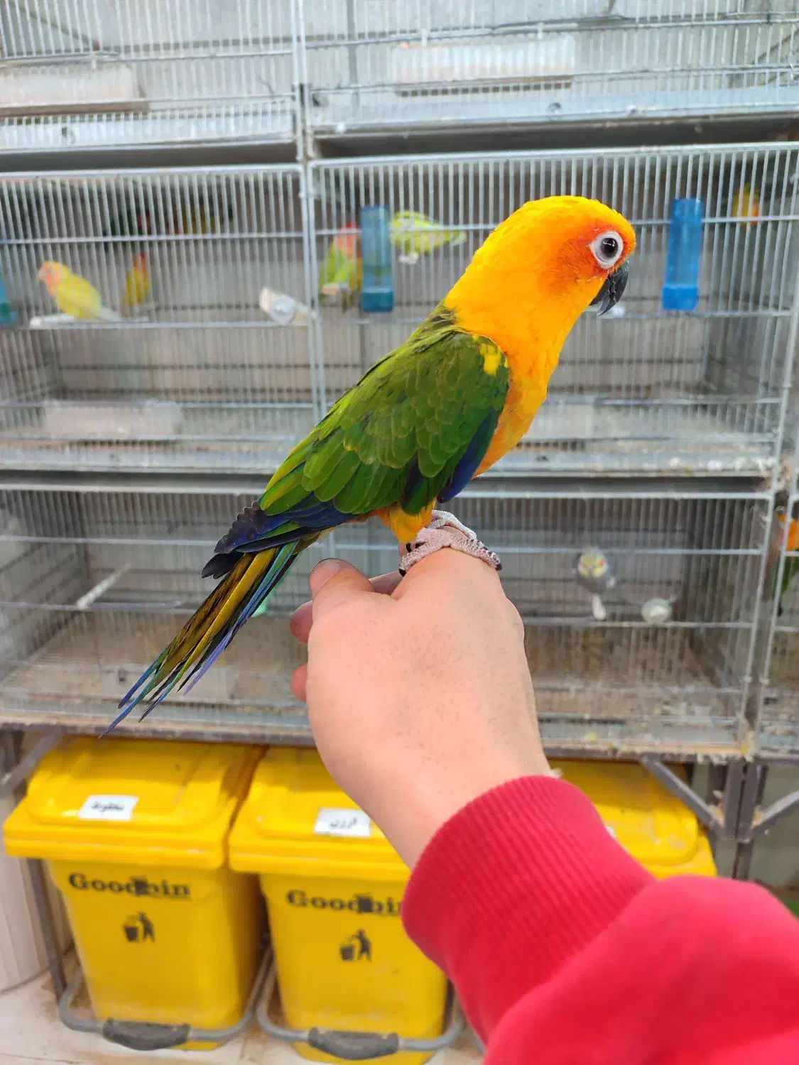 طوطی گرینچیک خورشیدی|پرنده|اردبیل, |دیوار