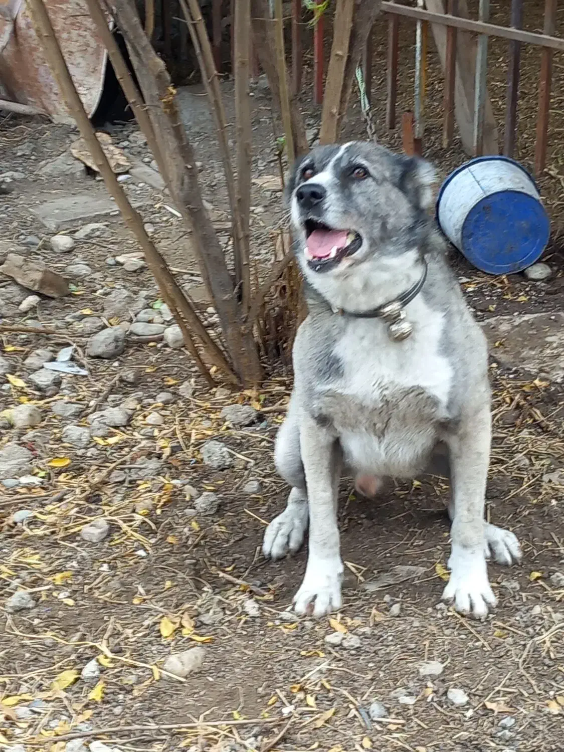 سگ چوپانی افغان ۱ساله|سگ|جلین, |دیوار