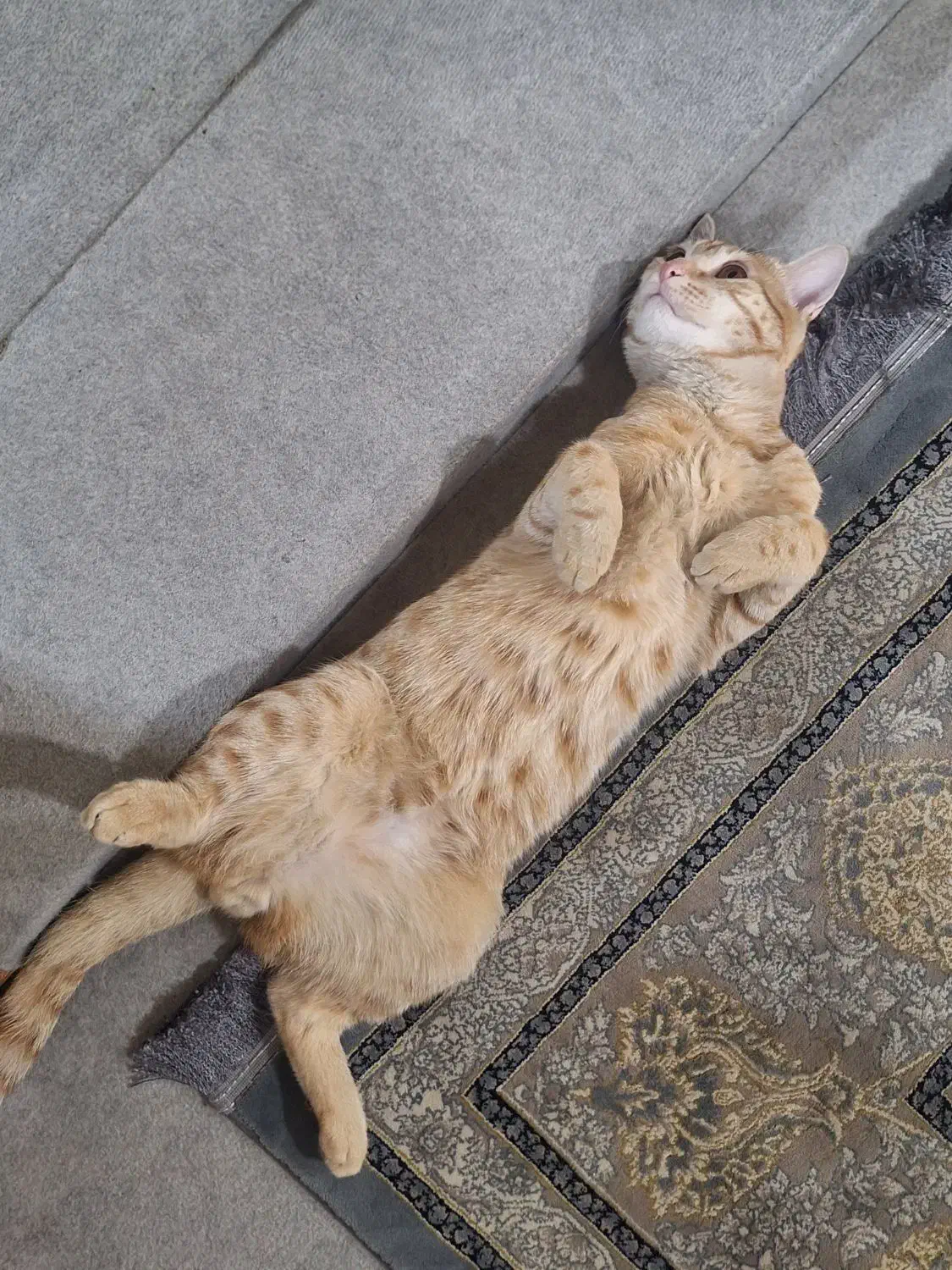 گربه گمشده|حیوانات|لنجان, |دیوار