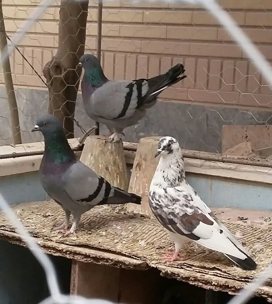 کبوتر پرشی|پرنده|قم, باجک سه|دیوار