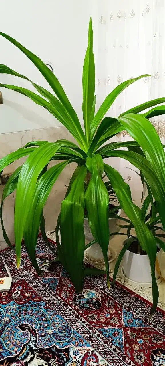 گلدان سوسن ۱۰ساله|گل و گیاه طبیعی|یزد, |دیوار