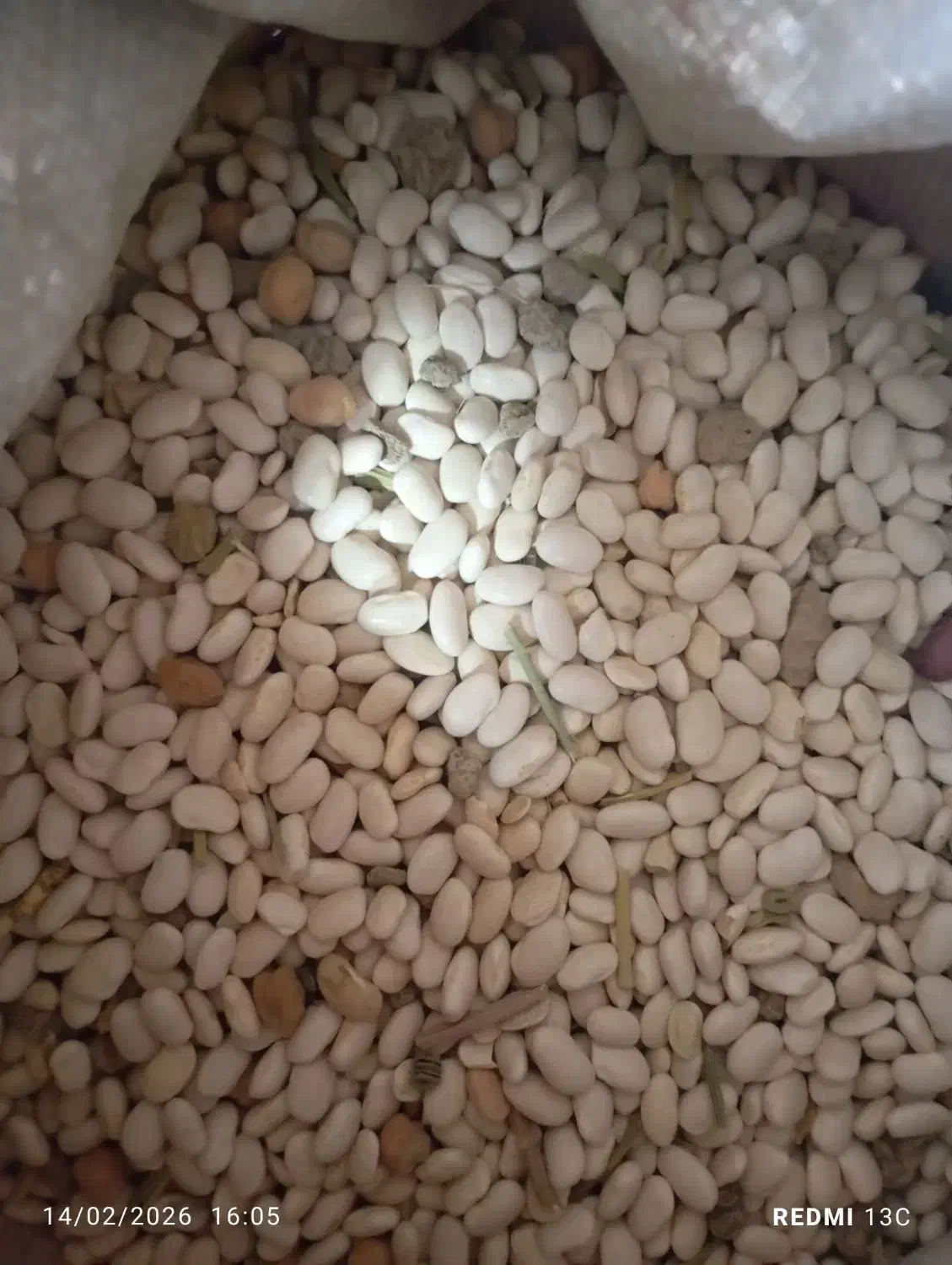 لوبیا سفید|حراج|الیگودرز, |دیوار