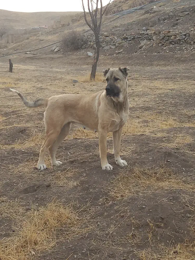 ماده سرابی|سگ|قره پشتلو, |دیوار