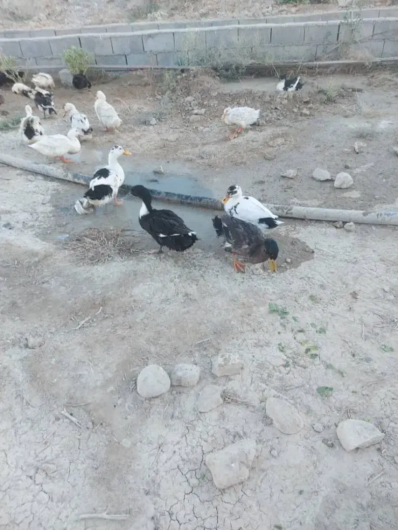 فروش اردک تمیز|حیوانات مزرعه|لنده, |دیوار