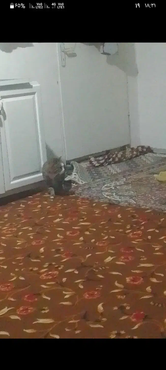 گربه گم شده|حیوانات|کرج, کوی زنبق|دیوار