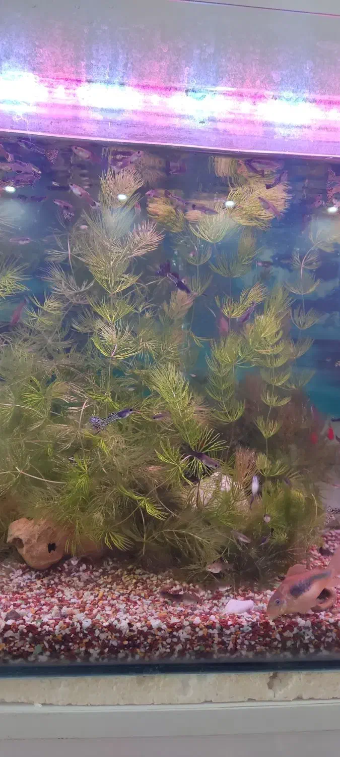 گیاه شویدی طبیعی|ماهی|بندر ماهشهر, |دیوار