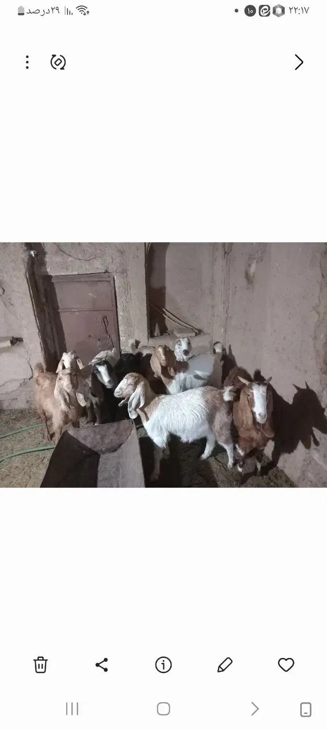 گوسفند|حیوانات مزرعه|کشکوئیه, |دیوار