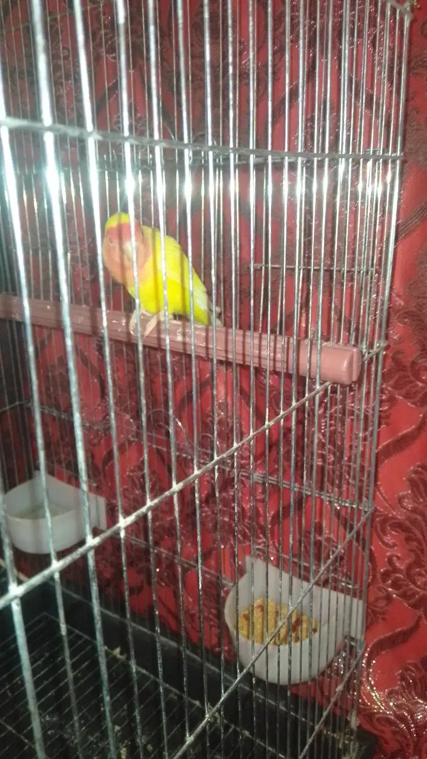 یک عدد طوطی|پرنده|زرند, |دیوار