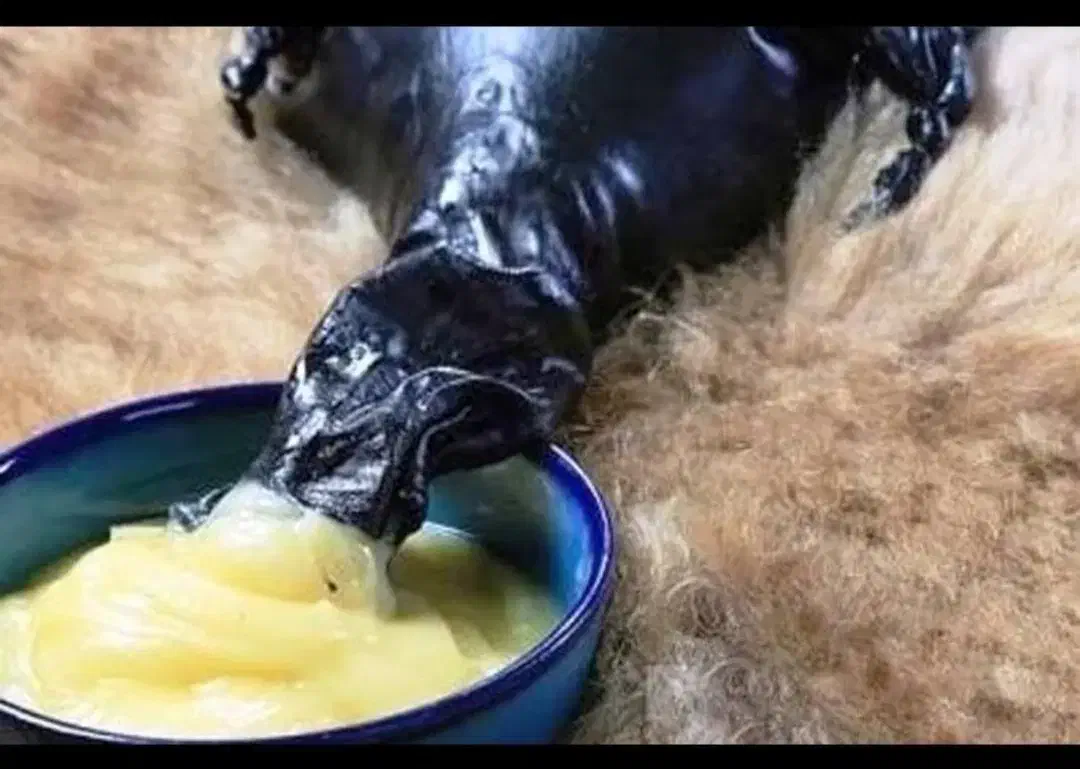 روغن حیوانی ناب گاوی|خوردنی و آشامیدنی|ایوان, |دیوار