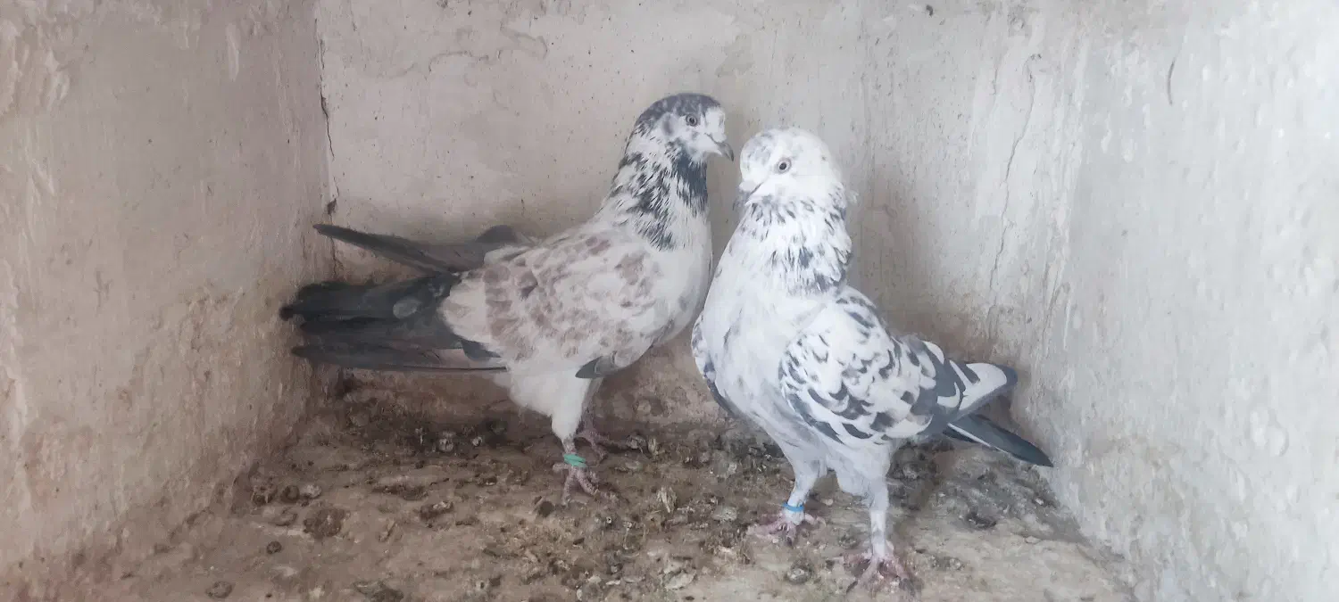 نرو ماده دهن جور|پرنده|کاشان, لتحر|دیوار