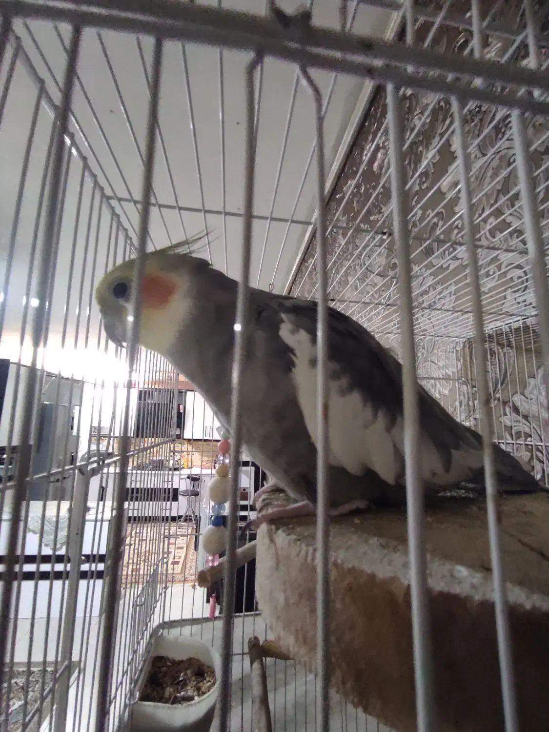 عروس هلندی|پرنده|محمدشهر, محمدشهر|دیوار