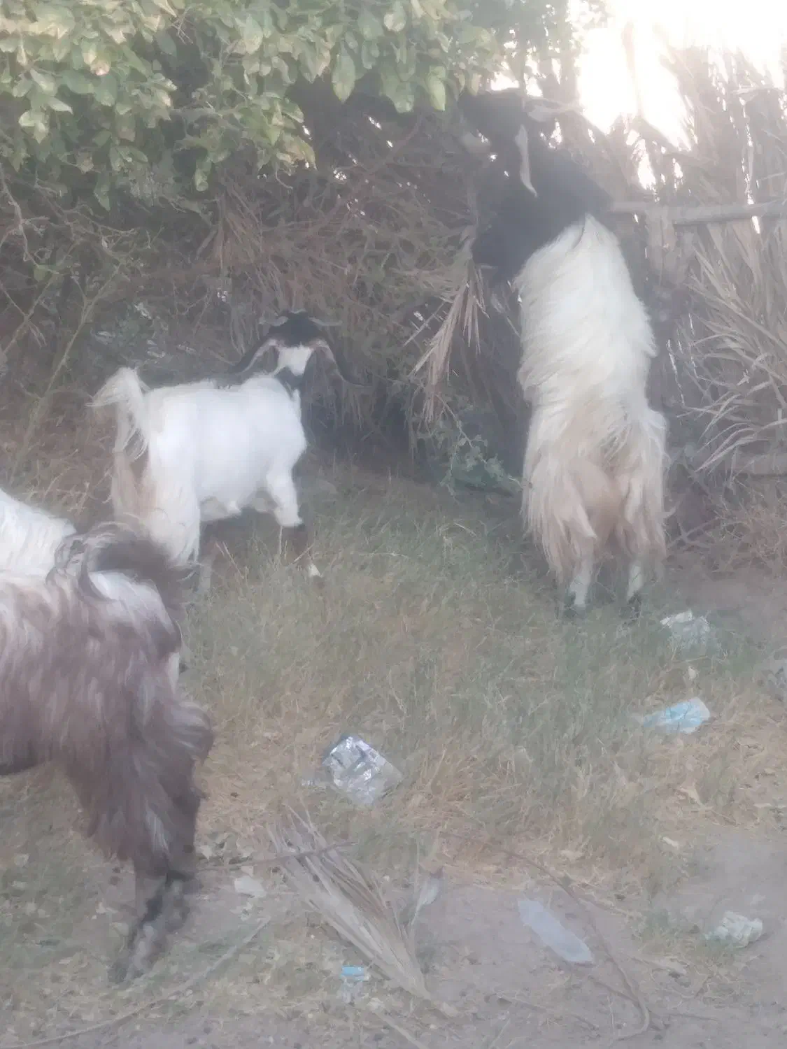 گوسفند فروشی|حیوانات مزرعه|بزمان, |دیوار