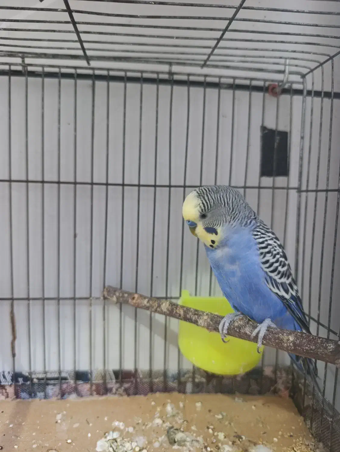 مرغ عشق|پرنده|هریس, |دیوار