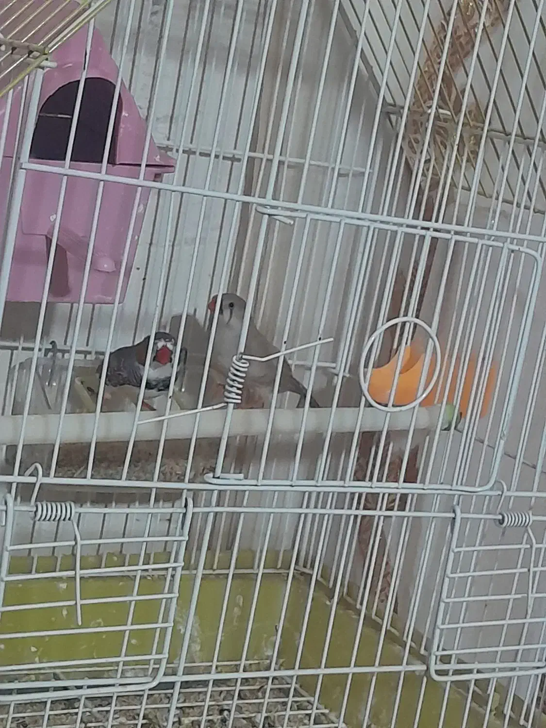 فنج نر و ماده|پرنده|مهربان, |دیوار