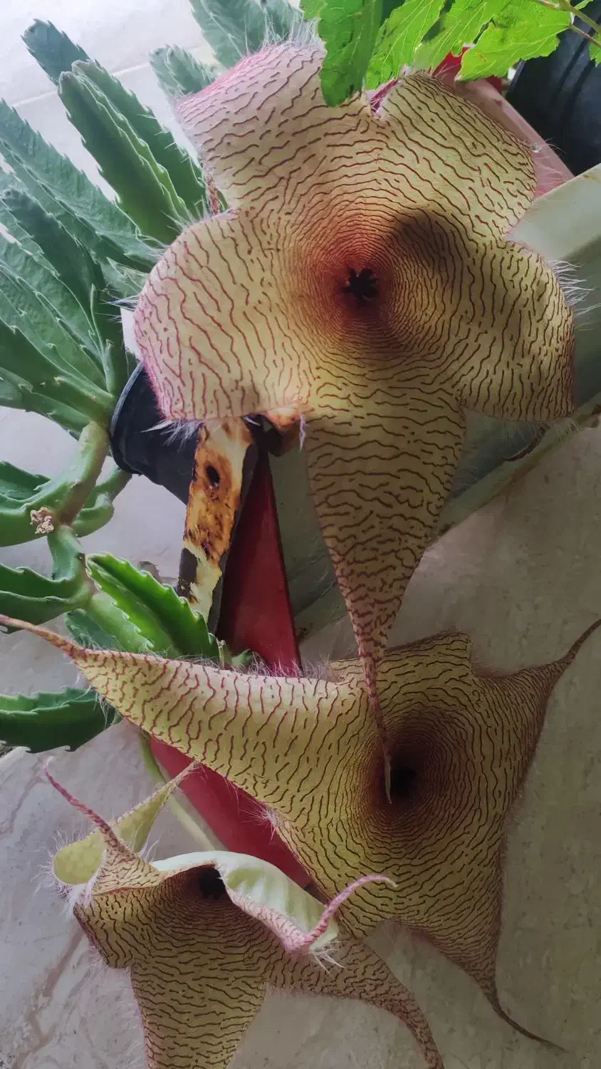 بامبو .گل و گیاه طبیعی|گل و گیاه طبیعی|ورامین, ورامین|دیوار