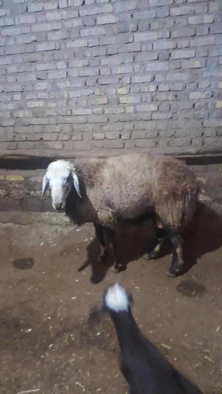 قوچ اصیل|حیوانات مزرعه|زالیان, |دیوار