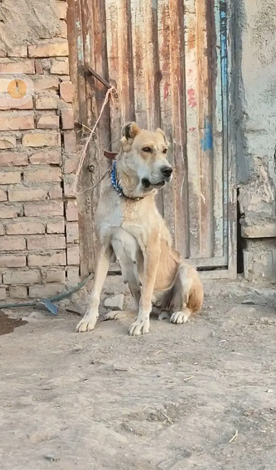 واگذاری سگ خراسانی نگهبان و گلگی|سگ|مشهد, احمدآباد|دیوار