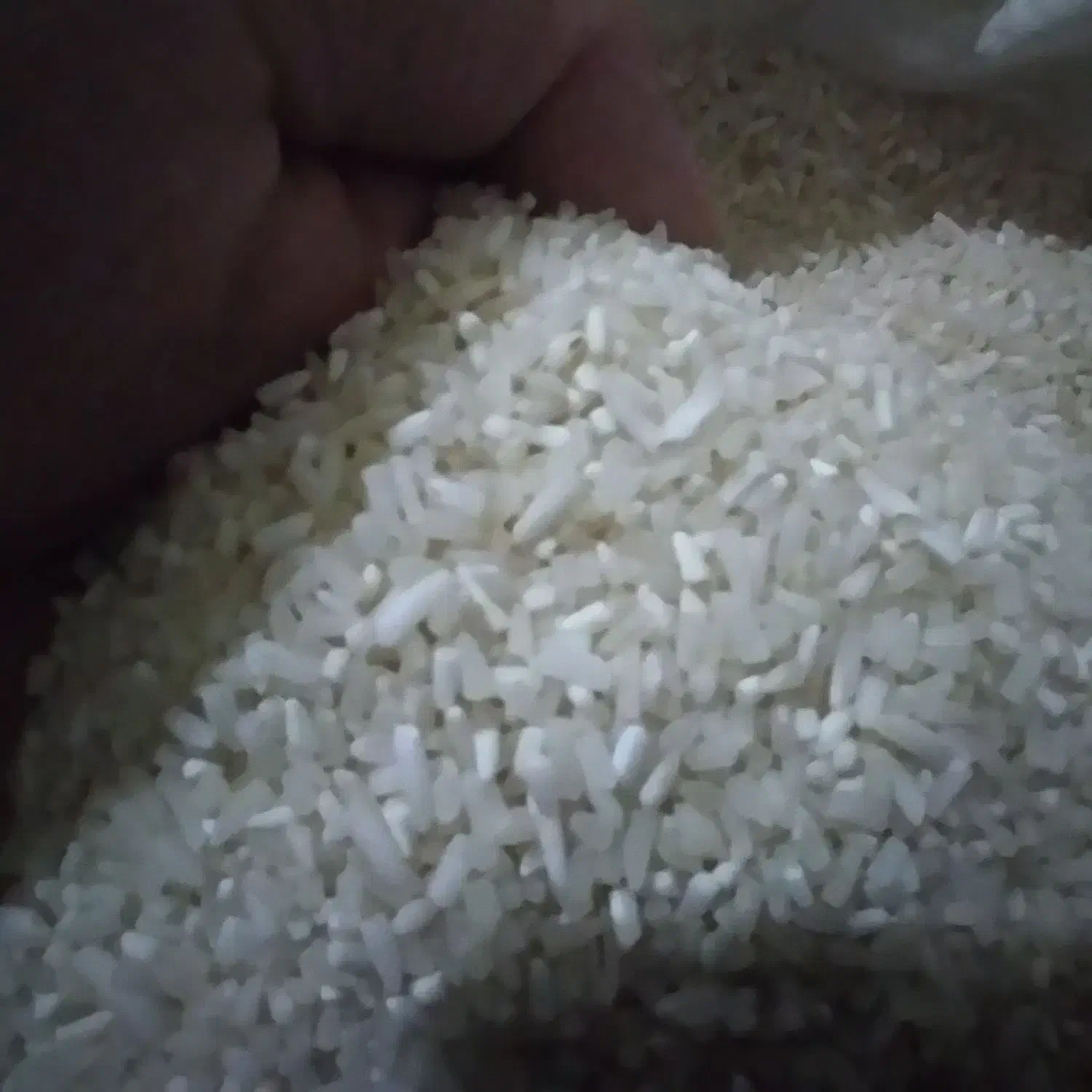 برنج|خوردنی و آشامیدنی|گنبد کاووس, |دیوار