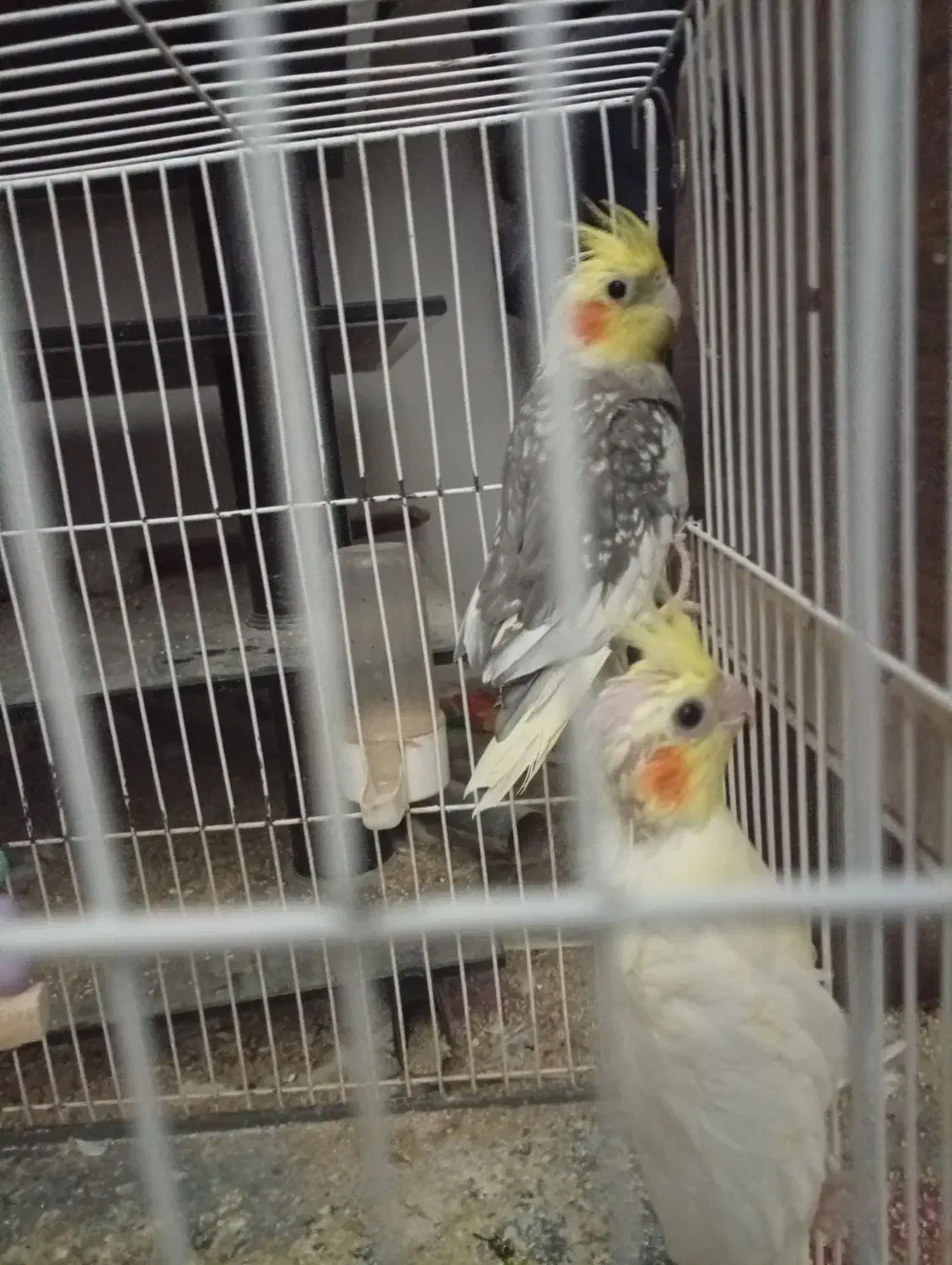 دو عدد عروس هلندی|پرنده|جیرفت, |دیوار