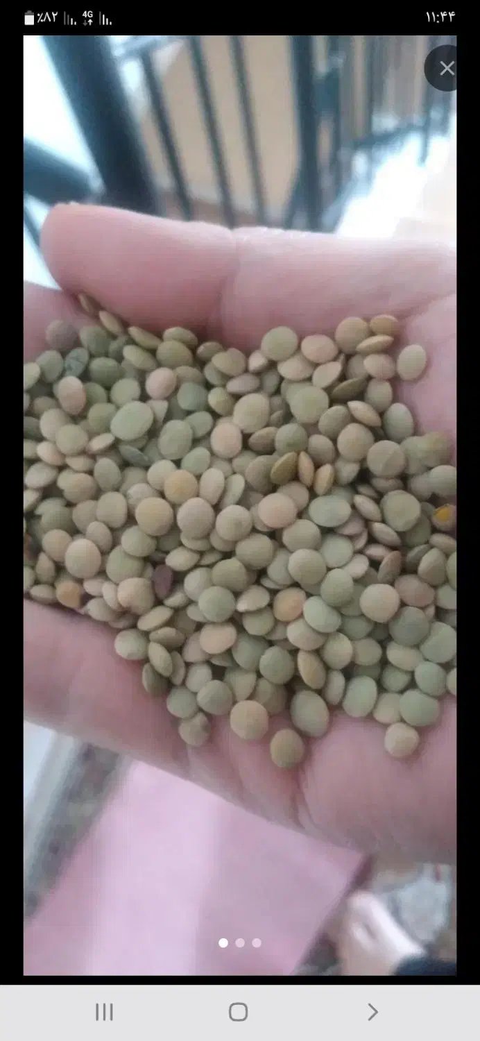 عدس|حراج|اردبیل, |دیوار