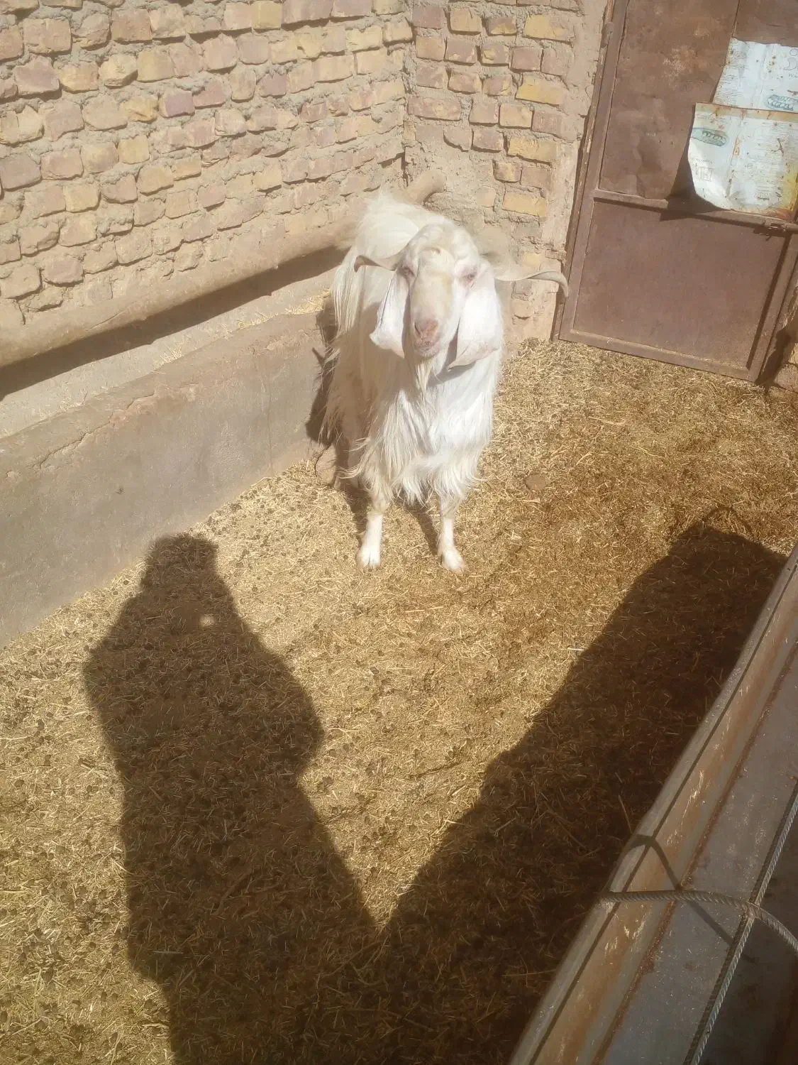 چبش پاکستانی|حیوانات مزرعه|سده (خراسان جنوبی), |دیوار