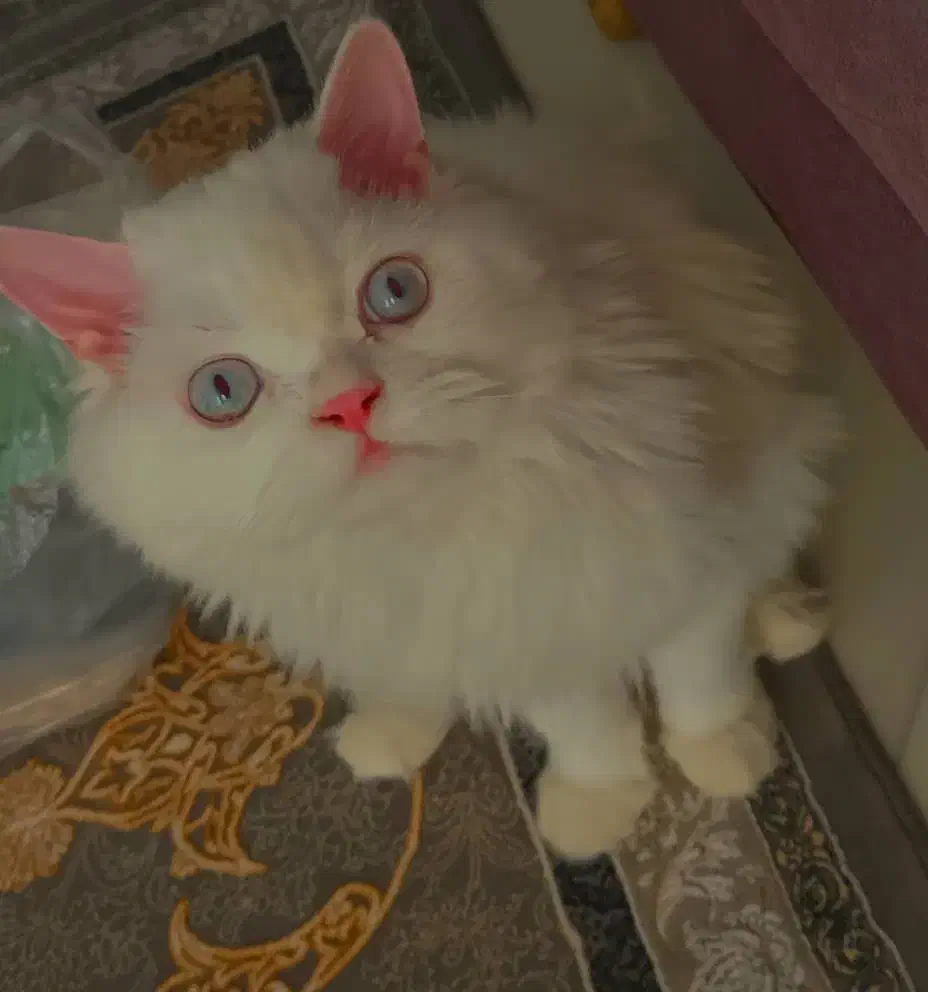 گربه گمشده|حیوانات|زاهدان, |دیوار