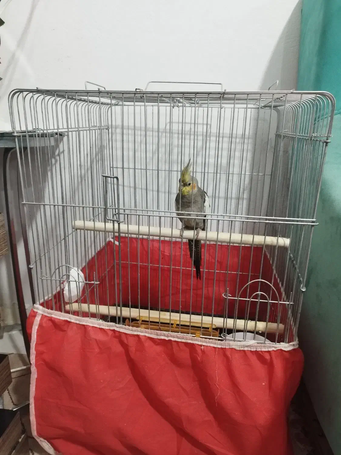 جوجه عروس هلندی|پرنده|آمل, |دیوار