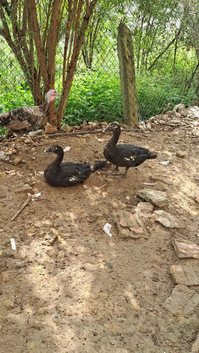 فروش چند عدد اردک اسرائیلی|حیوانات مزرعه|پایین هولار, |دیوار