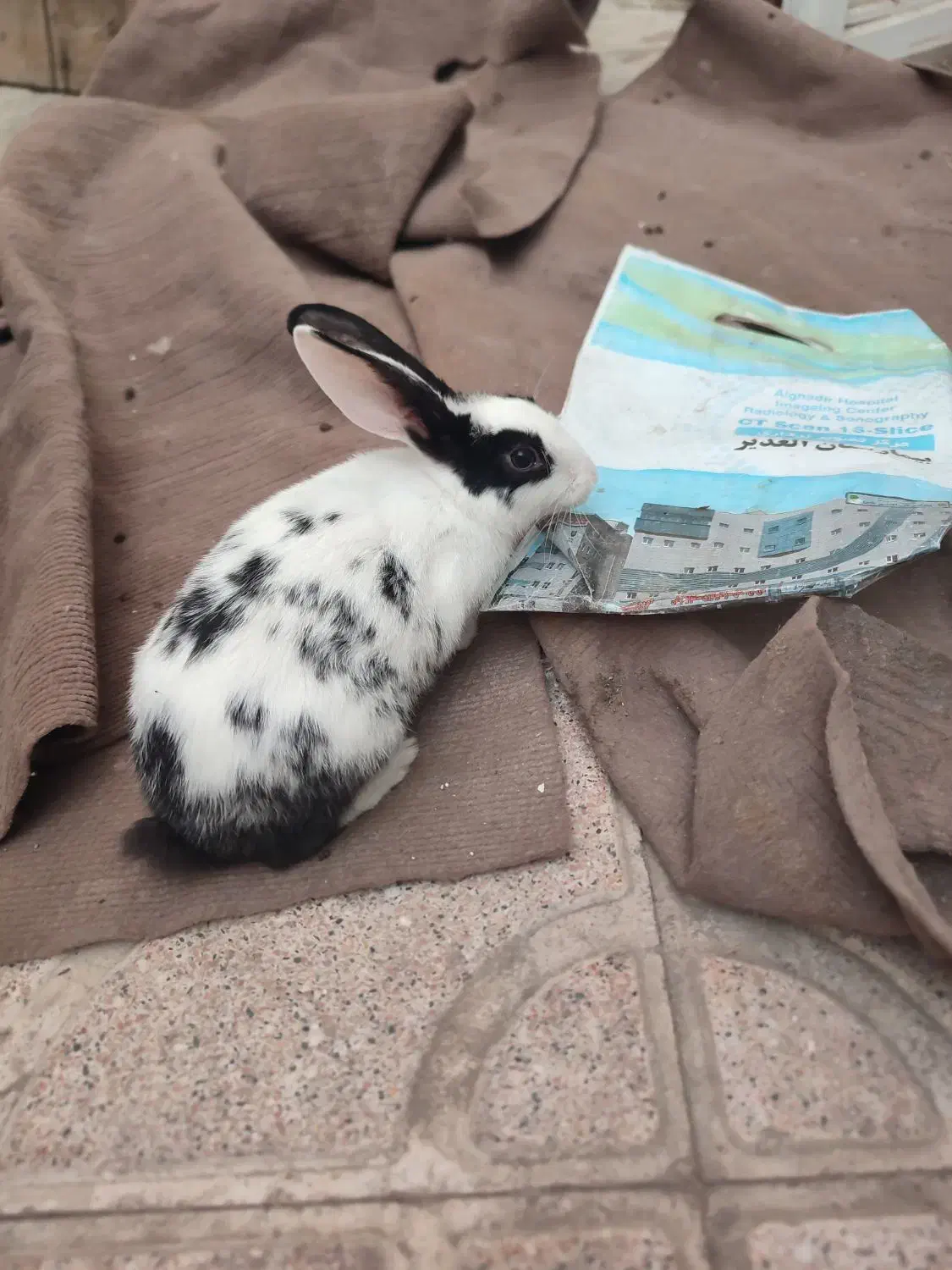 خرگوش مینیاتوری|موش و خرگوش|تبریز, |دیوار