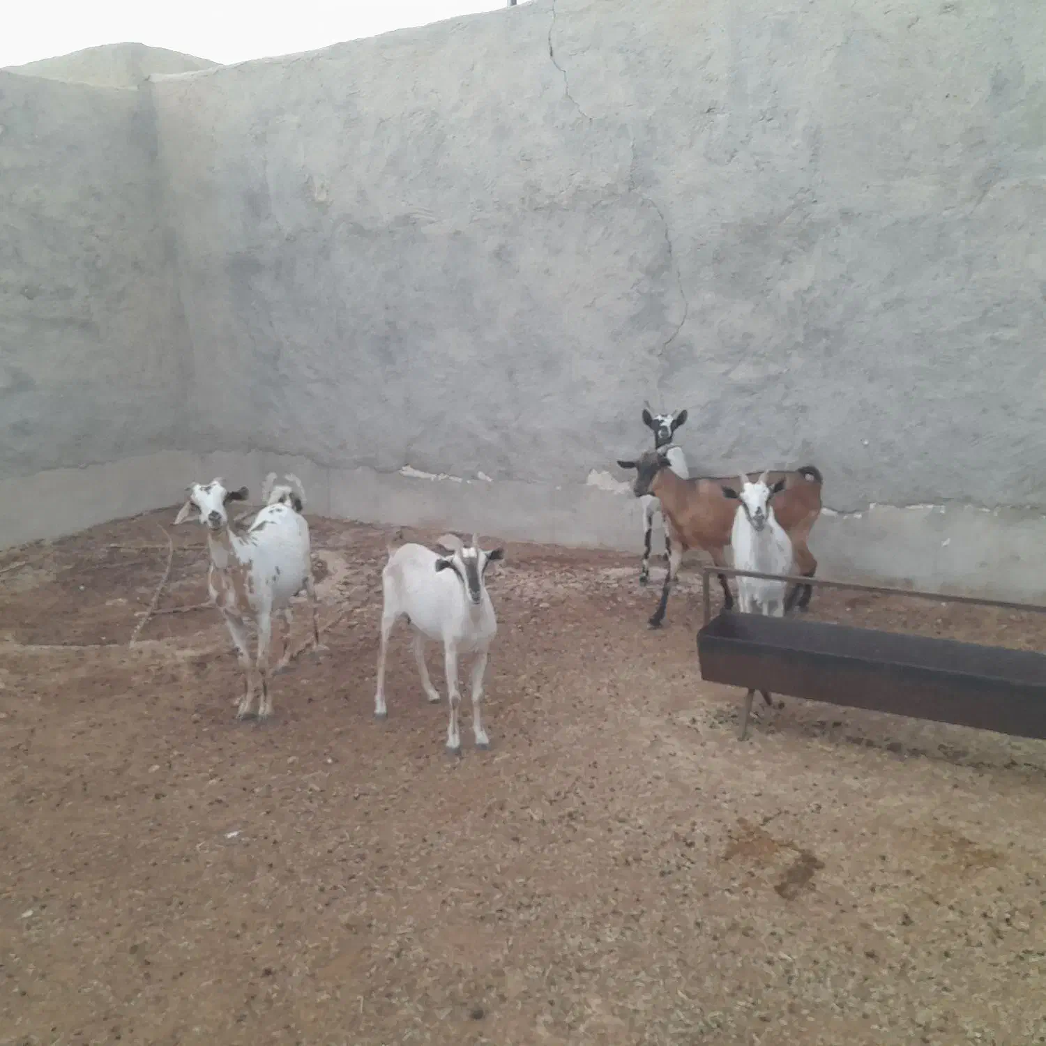 ۵عدد بز داشتی|حیوانات مزرعه|جناح, |دیوار