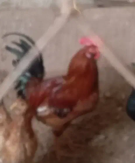 ۶عددخروس محلی|حیوانات مزرعه|سرپل ذهاب, |دیوار