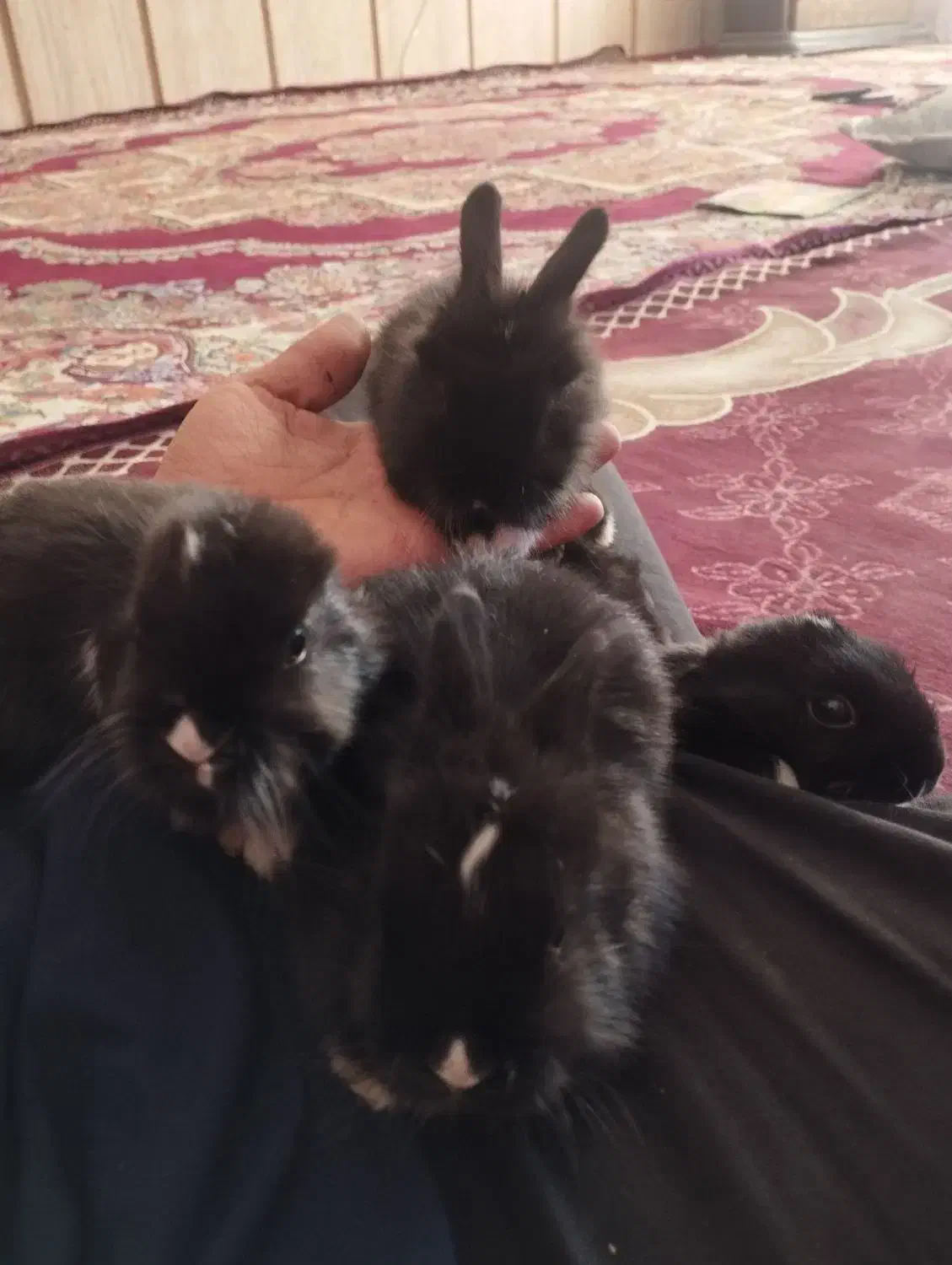 ۵عدد بچه خرگوش نیوجرسی|موش و خرگوش|تربت جام, اسماعیل آباد|دیوار