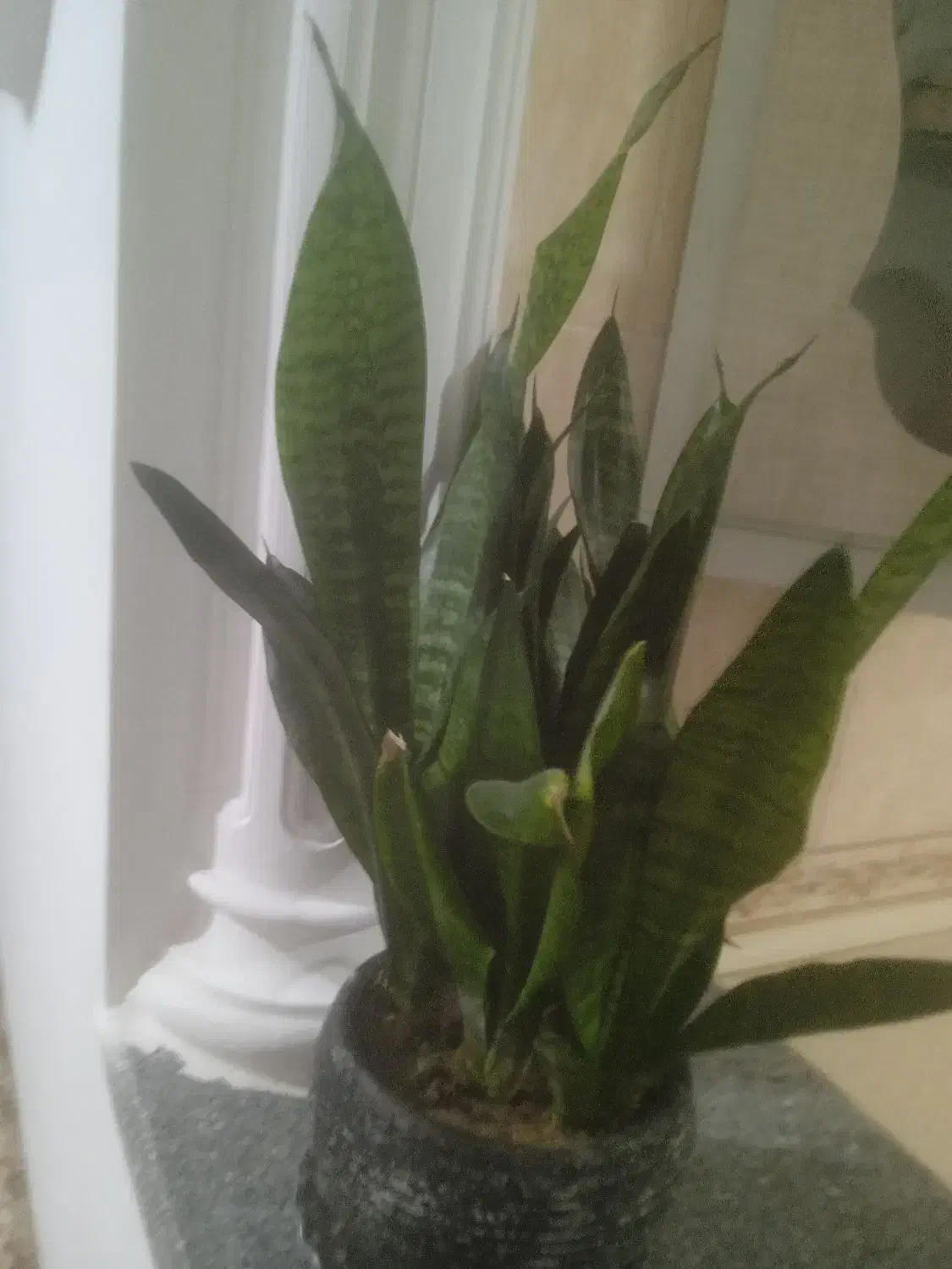 گل طبیعی|گل و گیاه طبیعی|سقز, |دیوار