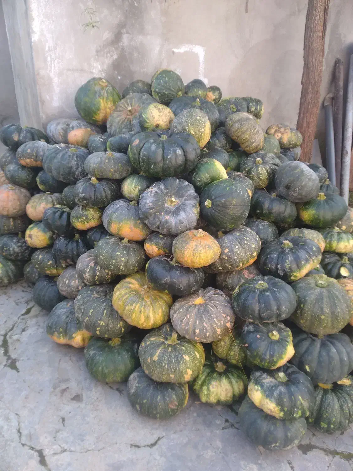 کدوی دامی|لوازم جانبی حیوانات|ضیابر, |دیوار