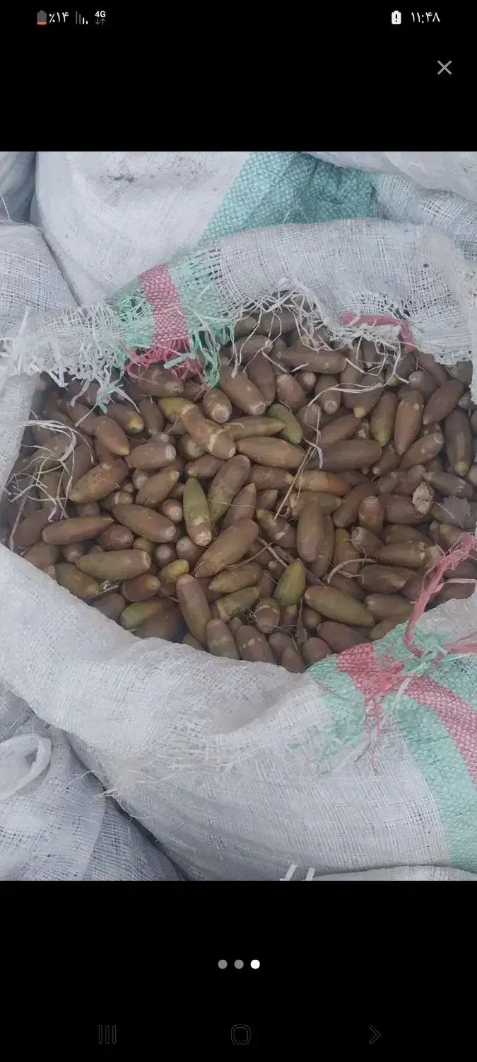 تحویل فوری بلوط|حراج|بهبهان, |دیوار