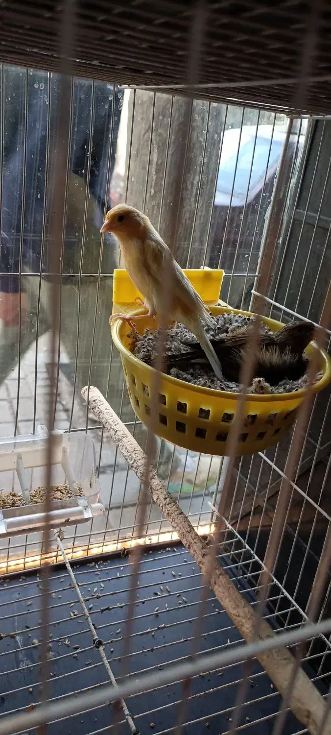 قناری جفت شده و کوتوله جفت رنگهای خاص|پرنده|مشهد, شهید آوینی|دیوار