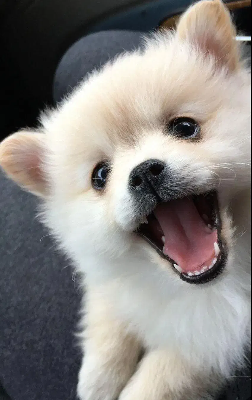 سگ گمشده|سگ|بندر کنگان, |دیوار