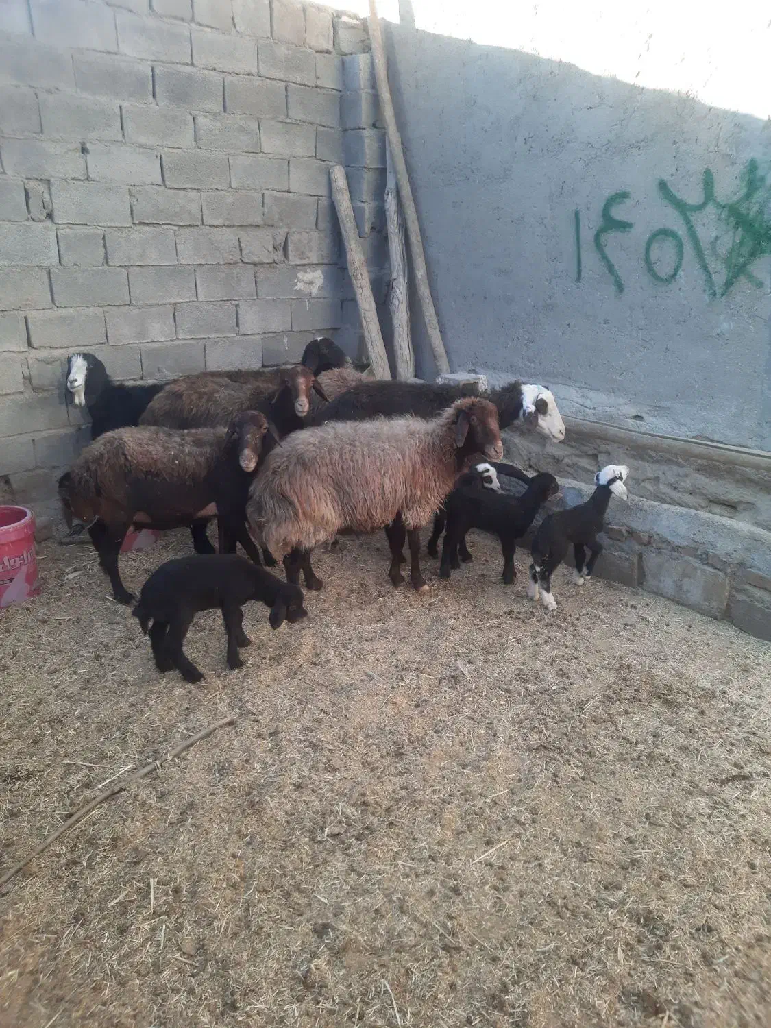 میش و بره گوسفند|حیوانات مزرعه|زاغه, |دیوار