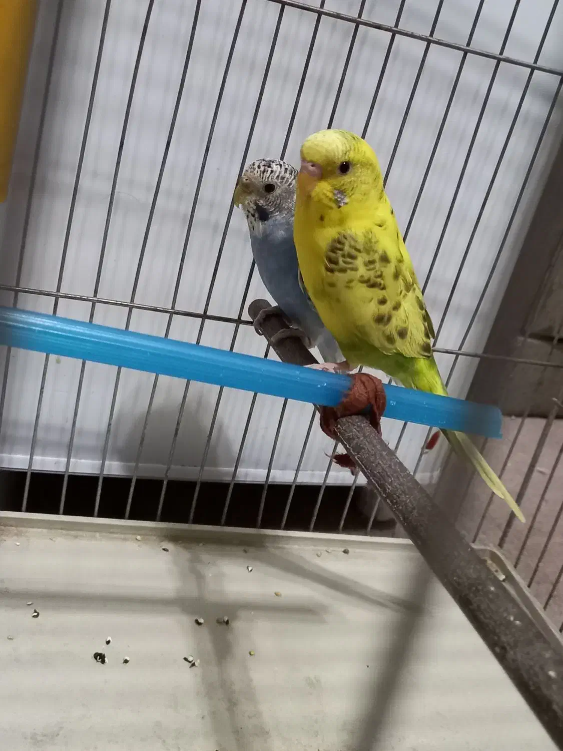 جفت مرغ عشق جوان|پرنده|بهبهان, |دیوار